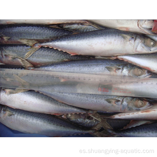 SeaFrozen Whole Pacific Mackerel WR Fish 300-400G